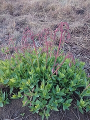 Trichodesma physaloides