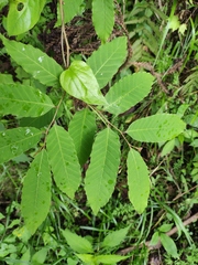 Castanea henryi