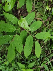 Castanea henryi