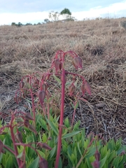Trichodesma physaloides