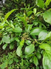 Rhamnus utilis