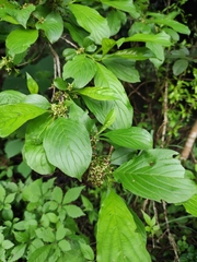 Rhamnus utilis
