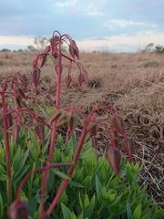 Trichodesma physaloides