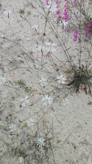 Silene portensis