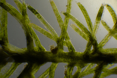 Caulerpa flexilis
