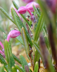 Andromeda polifolia polifolia