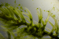 Caulerpa flexilis