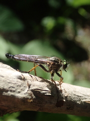 Neoitamus angusticornis