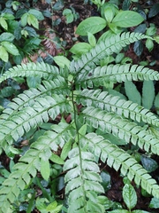 Arachniodes rhomboidea