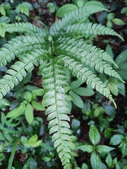 Arachniodes rhomboidea