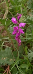 Polygala nicaeensis