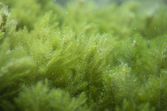 Caulerpa flexilis