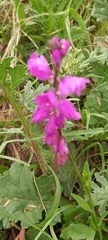 Polygala nicaeensis