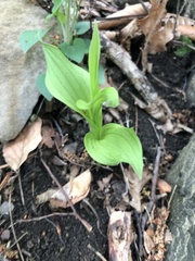 Cypripedium calceolus