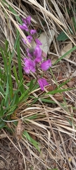 Polygala nicaeensis