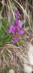Polygala nicaeensis