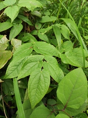 Epimedium sagittatum