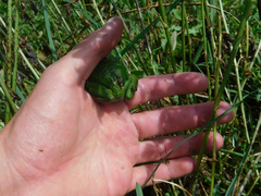Gastrotheca riobambae
