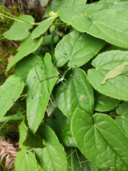 Epimedium sagittatum