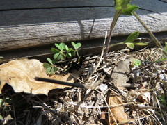 Oraesia emarginata
