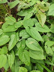 Epimedium sagittatum