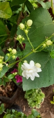 Jasminum sambac
