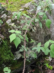Rubus innominatus