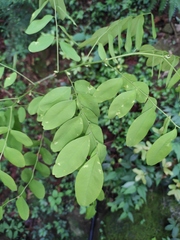Dalbergia hupeana