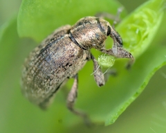 Brachypera zoilus
