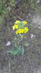 Erysimum canum