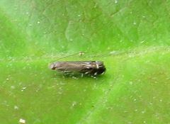 Anacampsis levipedella