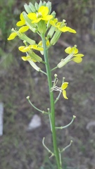 Erysimum canum