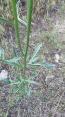 Erysimum canum