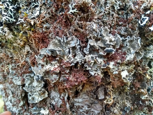 Erioderma pedicellatum image