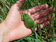 Gastrotheca riobambae