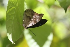 Archaeoprepona demophoon