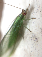 Chrysoperla furcifera