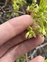 Acer grandidentatum