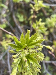 Acer grandidentatum