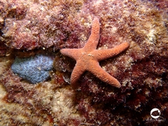 Nepanthia crassa