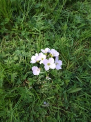 Cardamine pratensis