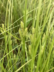 Carex caroliniana