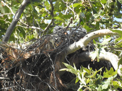 Buteo jamaicensis