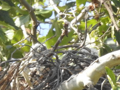 Buteo jamaicensis