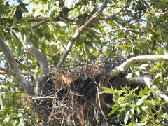 Buteo jamaicensis