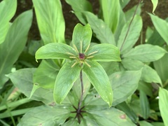 Paris polyphylla chinensis