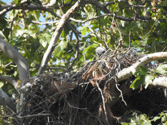 Buteo jamaicensis