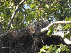 Buteo jamaicensis