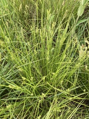 Carex caroliniana