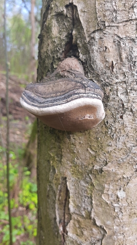 Phellinus alni